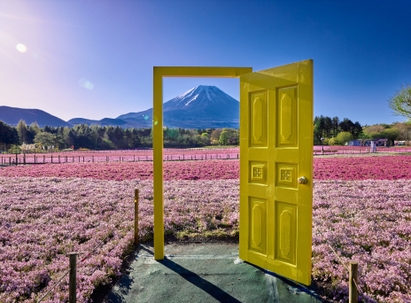 Fuji Shibazakura Festival